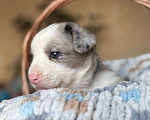 Собаки в Тольятти: Щенки Вельш корги кардиган  Мальчик, 50 000 руб. - фото 1