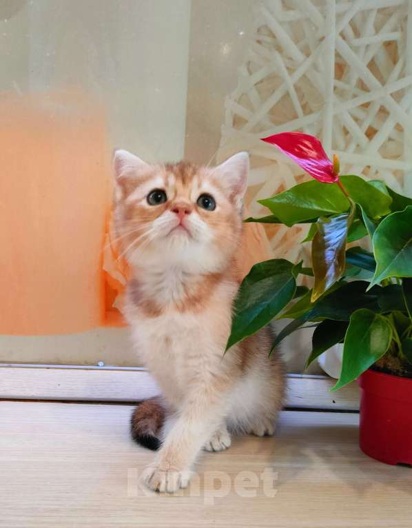 Кошки в Воронеже: Золотая шиншилла девочка  Девочка, 35 000 руб. - фото 6