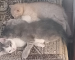 Кошки в Омске: Отдаю котят в добрые руки Разнополые, Бесплатно - фото 7