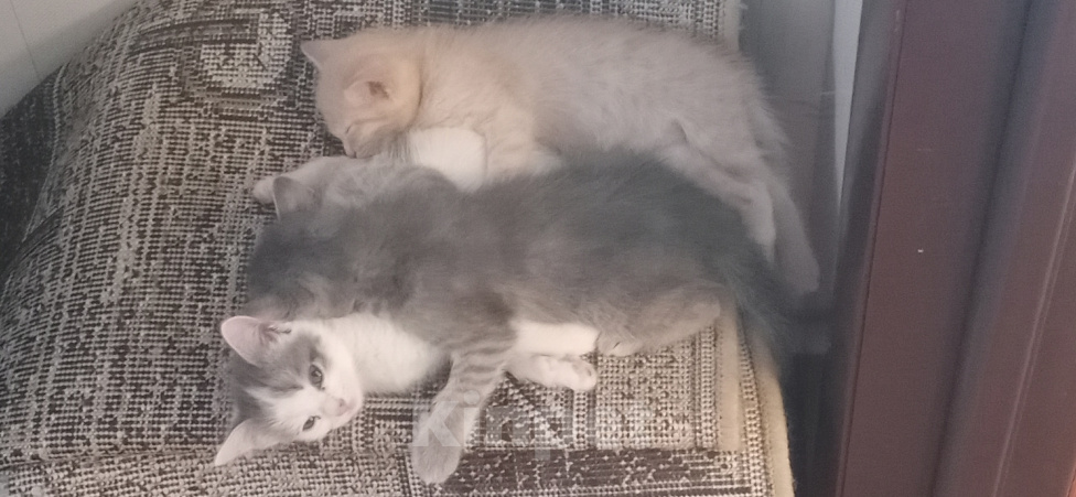 Кошки в Омске: Отдаю котят в добрые руки Разнополые, Бесплатно - фото 7