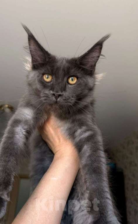 Кошки в Краснодаре: Котята Мейн-кун Разнополые, 35 000 руб. - фото 1