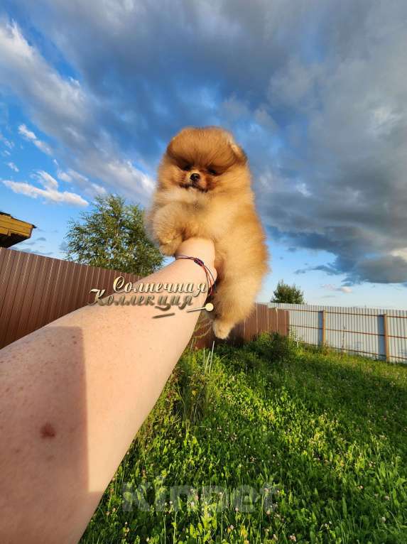 Собаки в Москве: Меховая девочка померанского шпица медвежонок Девочка, Бесплатно - фото 2