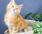 Кошки в Липецке: Котята мейн-кун Разнополые, Бесплатно - фото 3