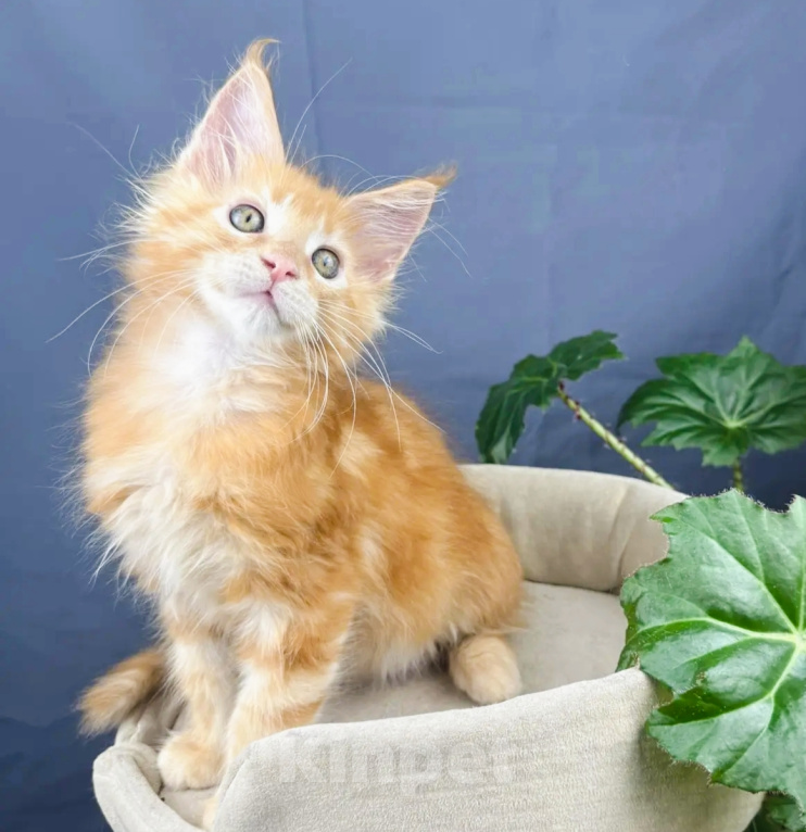 Кошки в Липецке: Котята мейн-кун Разнополые, Бесплатно - фото 3