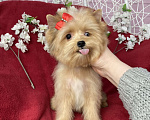 Собаки в Москве: Рыжий йорк с голубым глазом девочка мини Девочка, 100 000 руб. - фото 5