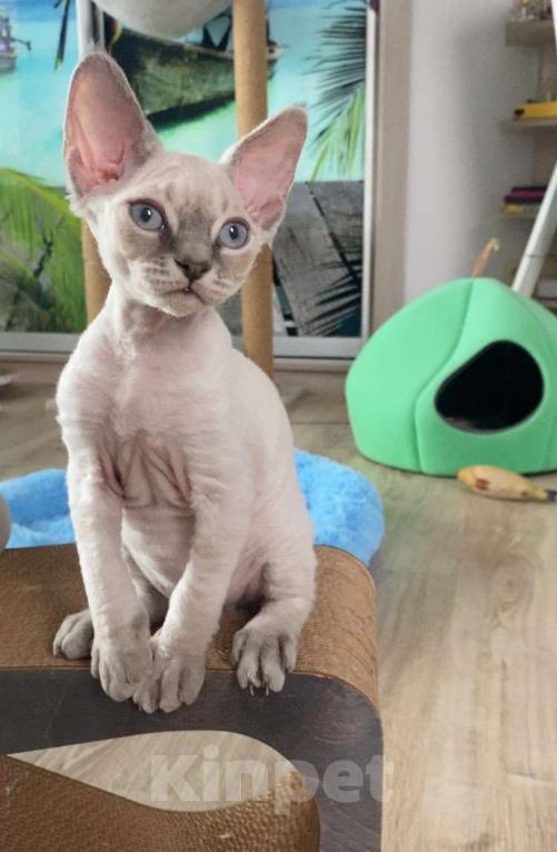 Кошки в Сочи: Котенок Девон рекс Мальчик, 55 000 руб. - фото 3