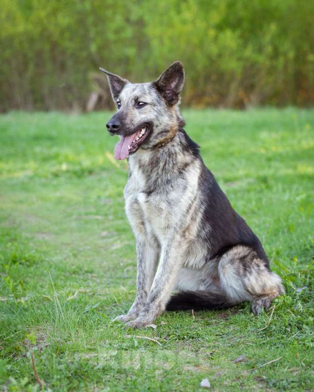Собаки в Москве: Тигровый мальчик в добрые руки Мальчик, Бесплатно - фото 4