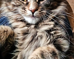 Кошки в Симферополе: Котята Мейн Кун  Девочка, 15 000 руб. - фото 5