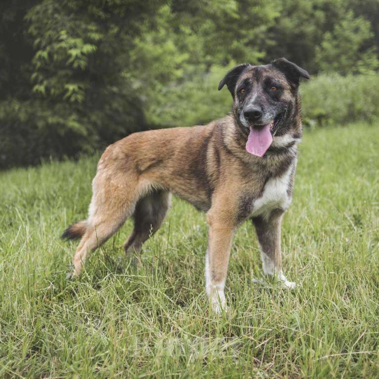Собаки в Москве: Халва Девочка, Бесплатно - фото 2