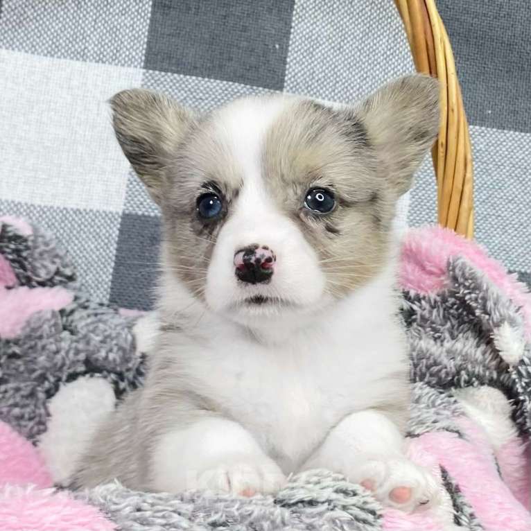 Собаки в Москве: Щенки вельш-корги кардиган Мальчик, 35 000 руб. - фото 1