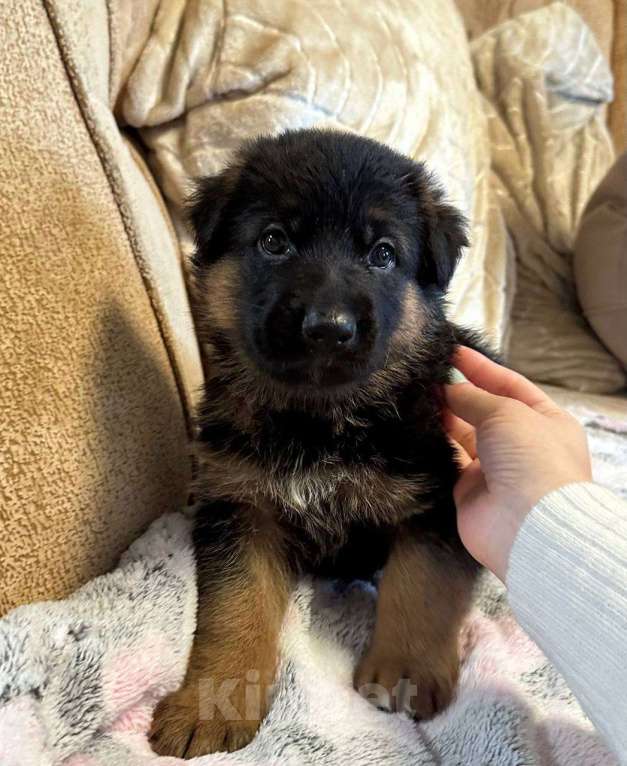 Собаки в Апрелевке: Немецкая овчарка  Мальчик, 45 000 руб. - фото 3