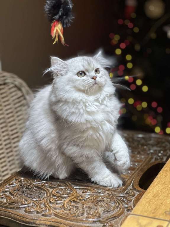 Кошки в Санкт-Петербурге: Скоттиш Хайленд страйт Девочка, 40 000 руб. - фото 6