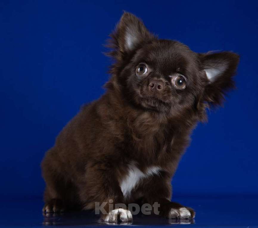 Собаки в Раменском: Брэм Мальчик, 35 000 руб. - фото 1