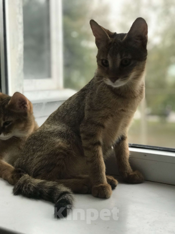 Кошки в Магнитогорске: Девочка мини рысь Девочка, 60 000 руб. - фото 5