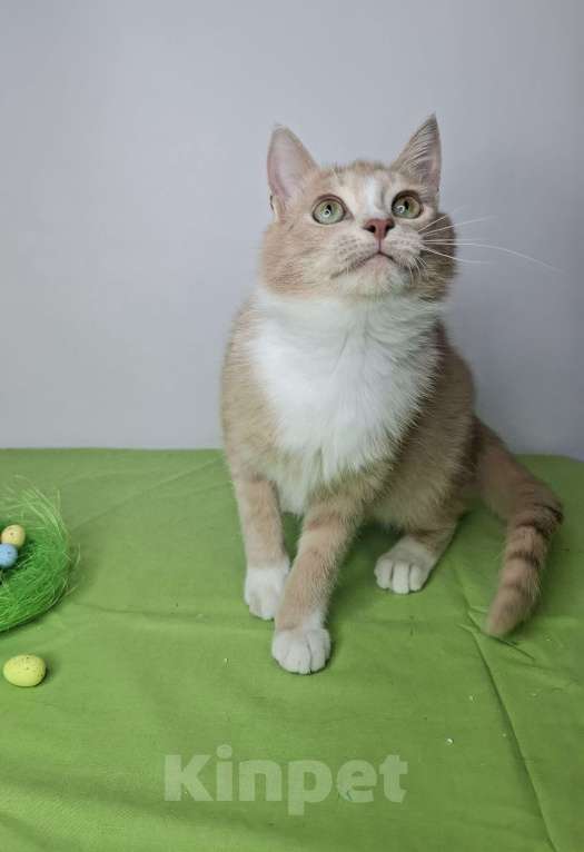 Кошки в Москве: Персиковый котик-подросток в добрые руки Мальчик, Бесплатно - фото 5