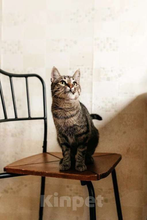 Кошки в Москве: Ручная Супер-кошь Тома Девочка, 1 руб. - фото 6