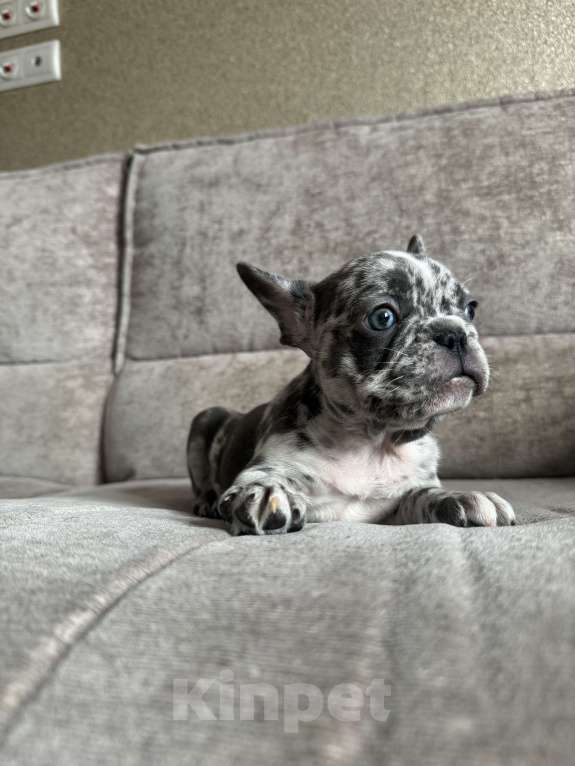 Собаки в Москве: Французский бульдог щенок  Девочка, 70 000 руб. - фото 3