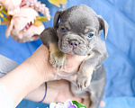 Собаки в Симферополе: мальчик лиловый щенки французского бульдога Мальчик, 80 000 руб. - фото 8