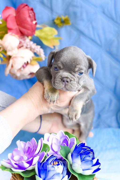 Собаки в Симферополе: мальчик лиловый щенки французского бульдога Мальчик, 80 000 руб. - фото 8