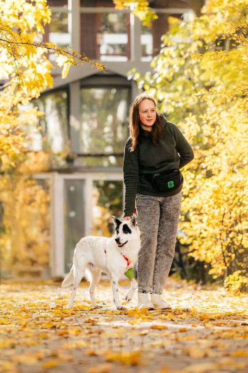 Собаки в Москве: Обаятельный аферист в поисках дома! Мальчик, Бесплатно - фото 5