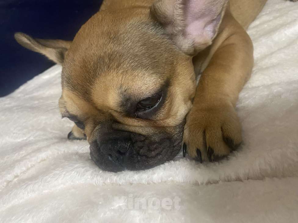 Собаки в Бугульме: Продаю своего подружку, так как нету времени заниматься Девочка, 27 000 руб. - фото 3