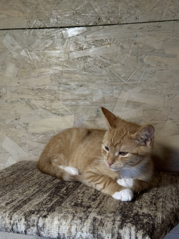 Кошки в Москве: Котенок Лучик ищет дом Мальчик, Бесплатно - фото 2
