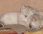 Кошки в Саратове: Кошка британской породы Девочка, 20 руб. - фото 4