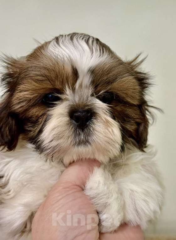 Собаки в Санкт-Петербурге: Ши тцу мальчик Мальчик, 35 000 руб. - фото 2