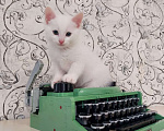 Кошки в Пятигорске: Отдадим в добрые руки четырёх котят.  Мальчик, 1 руб. - фото 1
