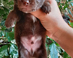 Собаки в Ейске: Щенок Чихуахуа Мальчик, 25 000 руб. - фото 2