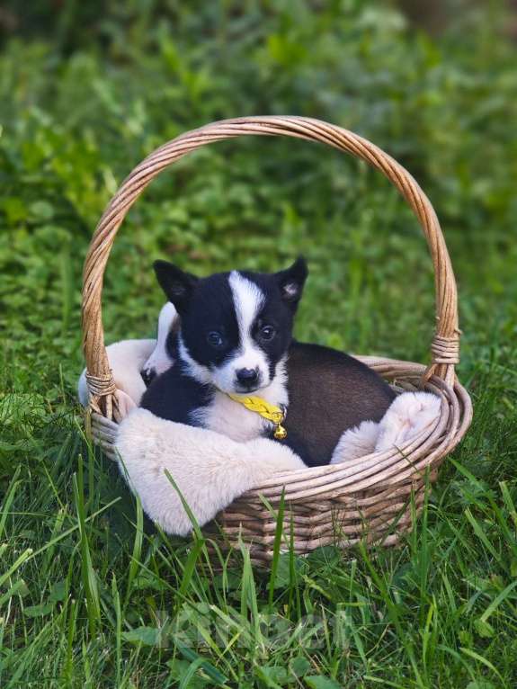Собаки в Красногорске: Щенок Дилан 1 месяц ищет дом Мальчик, Бесплатно - фото 3