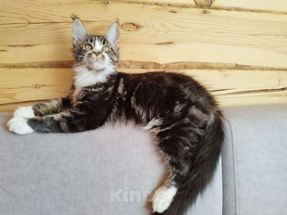 Кошки в Чите: Продается котенок мейнкун Девочка, 35 000 руб. - фото 5