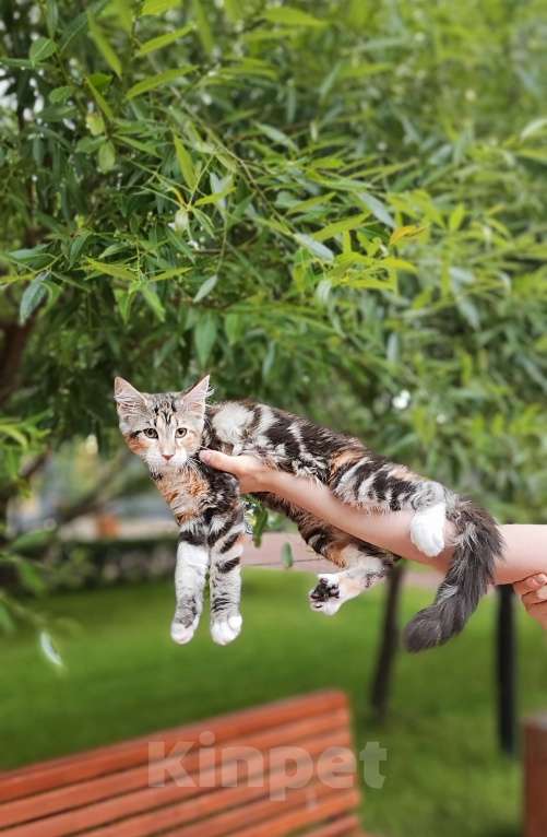 Кошки в Санкт-Петербурге: Элиф Девочка, 70 000 руб. - фото 2