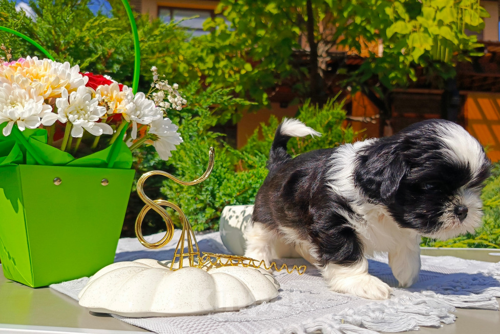 Собаки в Воронеже: Брутальный мальчик ши - тцу с документами РКФ! Мальчик, 85 000 руб. - фото 3