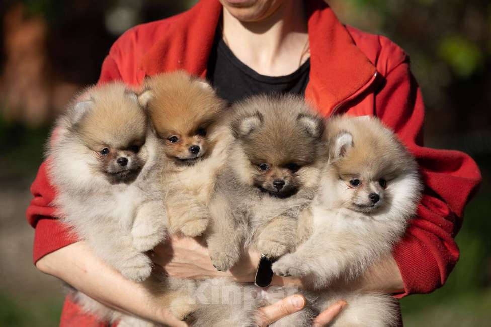 Собаки в Москве: Померанский шприц мальчик  Мальчик, 60 000 руб. - фото 3