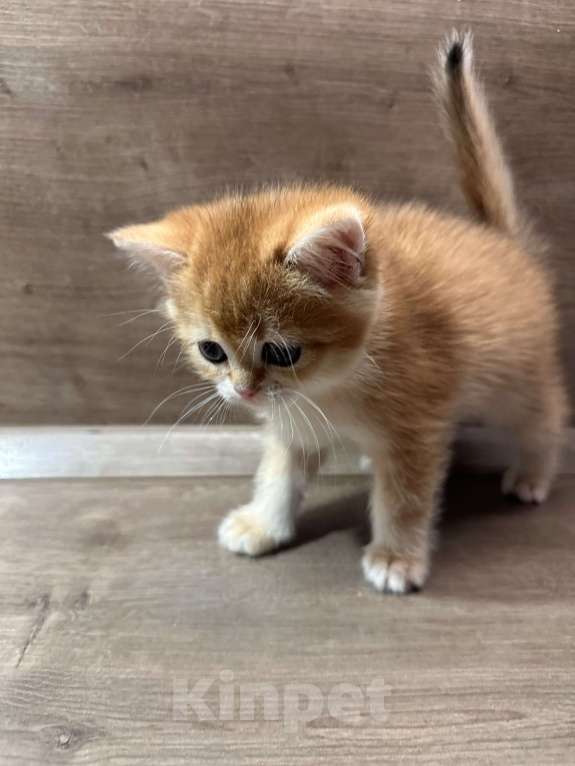 Кошки в других городах Московской области: Золотая британская шиншилла котята ny11, ny12, ny 22 Девочка, 45 000 руб. - фото 2