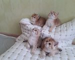Кошки в Краснодаре: Котята Золотой шиншиллы Мальчик, Бесплатно - фото 2