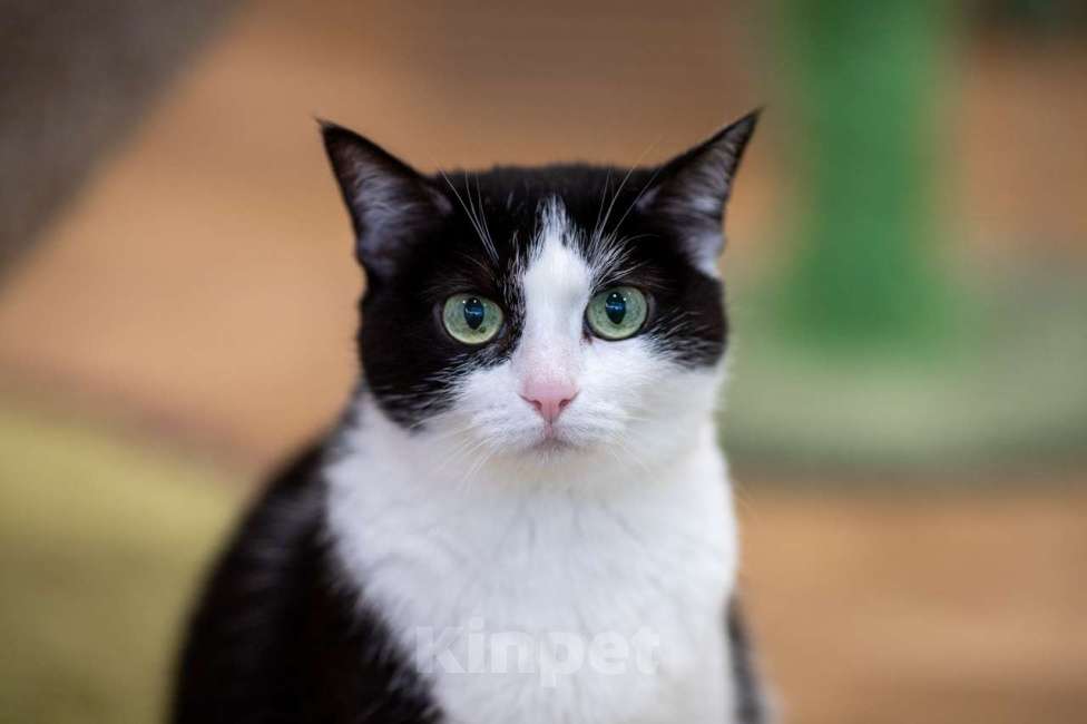 Кошки в Москве: Кошка Алиса в добрые руки Девочка, Бесплатно - фото 4