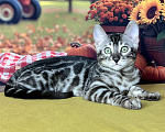 Кошки в Москве: Бенгальские котята серебро с родословной  Мальчик, Бесплатно - фото 1