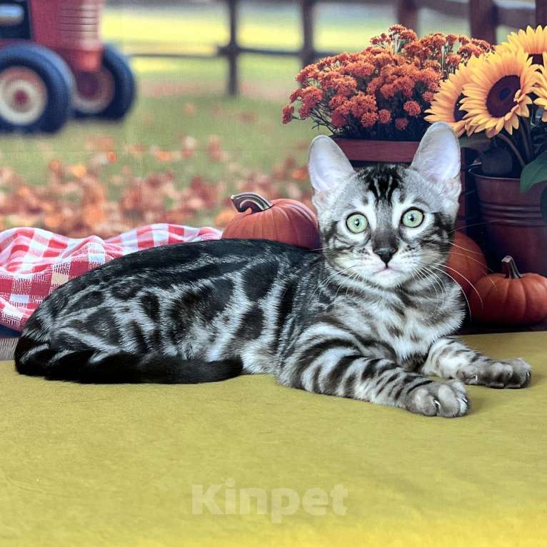 Кошки в Москве: Бенгальские котята серебро с родословной  Мальчик, Бесплатно - фото 1