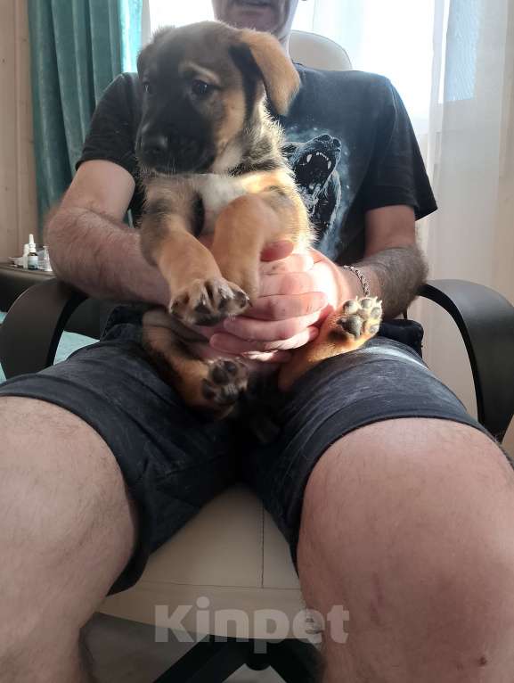 Собаки в других городах Ленинградской области: Мальчик  Мальчик, Бесплатно - фото 2