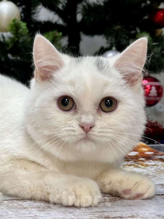 Кошки в Геленджике: Белая британская кошечка Девочка, 15 000 руб. - фото 1