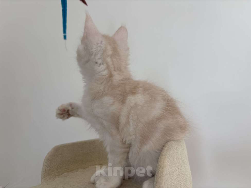 Кошки в Калининграде: Чистокровный котенок Мэйкун, es 22 Мальчик, 35 000 руб. - фото 4