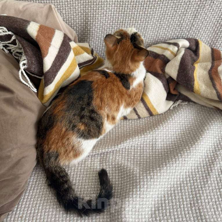 Кошки в Москве: смешная кошка Шпуля ищет дом Девочка, Бесплатно - фото 8