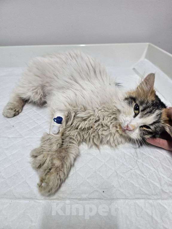 Кошки в Нижнем Новгороде: Добрая ласковая молодая кошка бесплатно  Девочка, Бесплатно - фото 4