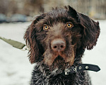 Собаки в Санкт-Петербурге: Красотка собака породы Дратхаар Девочка, Бесплатно - фото 2