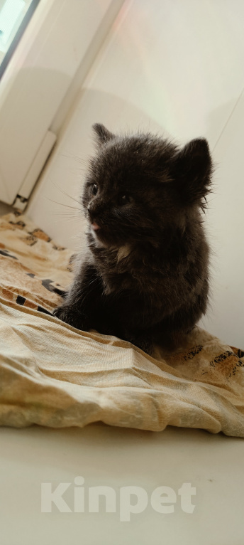 Кошки в Липецке: Отдаю котят в добрые руки Разнополые, Бесплатно - фото 3