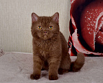 Кошки в Санкт-Петербурге: британский котик окраса циннамон Мальчик, 60 000 руб. - фото 9