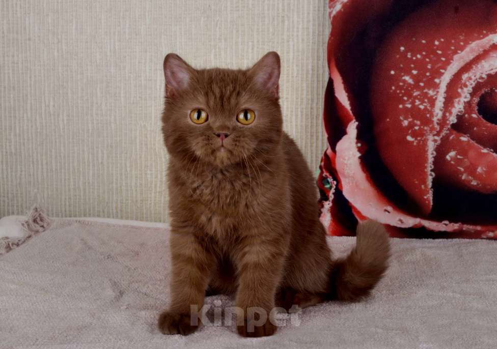 Кошки в Санкт-Петербурге: британский котик окраса циннамон Мальчик, 60 000 руб. - фото 9
