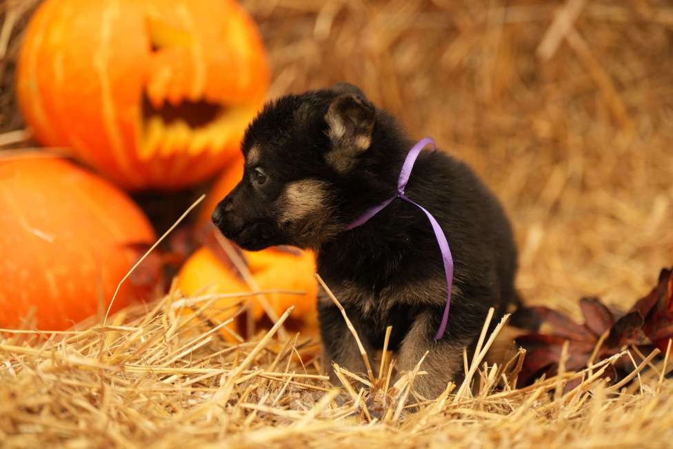 Собаки в других городах Московской области: Лучший Восточник в РФ Мальчик, 65 000 руб. - фото 6